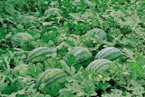 网红画家吃瓜图片大全,趣味横生的艺术生活瞬间