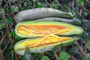 网红经常吃的瓜,那些被隐藏的瓜料大公开