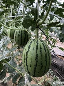 网红灵石吃瓜,揭秘娱乐圈背后的秘密与真相