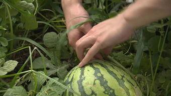 718s吃瓜网,揭秘娱乐圈最新热点，带你畅游八卦海洋