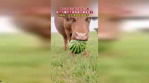 最牛的吃瓜网,最牛吃瓜网带你领略明星幕后风云