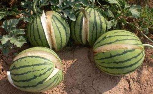 哈尔滨网红吃瓜事件真相,揭秘背后真相与争议