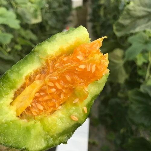 吃瓜网红图片头像大全集,全网热门吃瓜网红头像大盘点