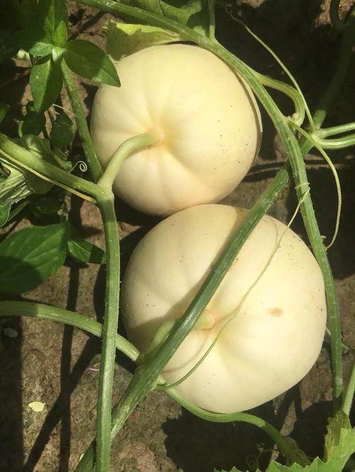 金瓜网吃瓜,娱乐圈那些鲜为人知的吃瓜瞬间