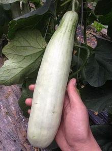 网红吃的绿色的瓜是什么瓜,揭秘流行瓜种背后的故事