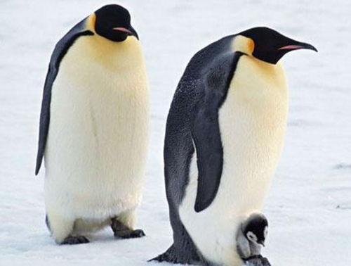 吃瓜网红企鹅图片大全,萌态十足！