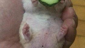 老王吃瓜在线资源网,海量瓜料一网打尽