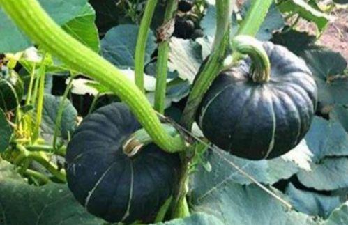 吃瓜网红樊双婷,吃瓜界的风云人物