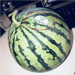 内蒙古吃瓜网红叫什么,揭秘草原上的“瓜王”传奇