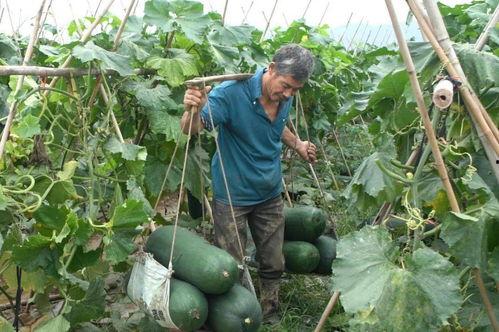 51cg吃瓜群众网入口,带你走进虚拟娱乐世界