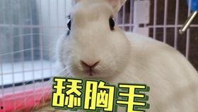 小羊抖音网红吃瓜合集,趣味横生的美食探秘之旅