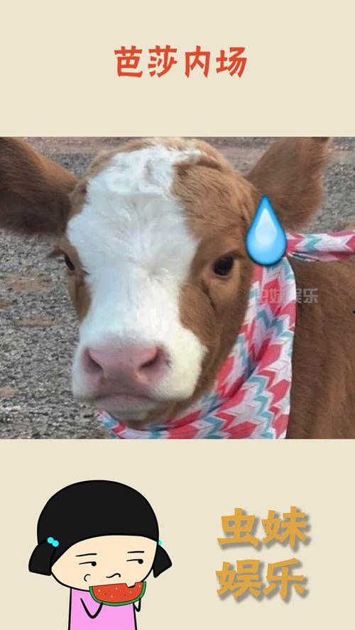 小羊抖音网红吃瓜合集,趣味横生的美食探秘之旅