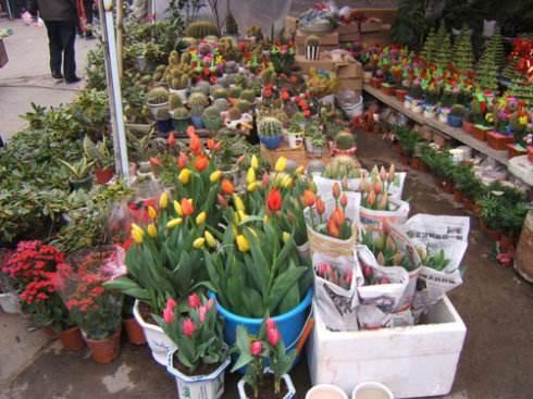 花店老板吃瓜网,揭秘花店里的那些趣事