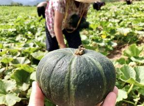 吃瓜网红 图片高清壁纸,高清壁纸下的吃瓜网红风采