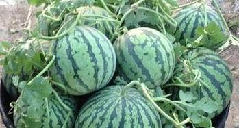 全国吃瓜官网地址,一网打尽各地美食盛宴