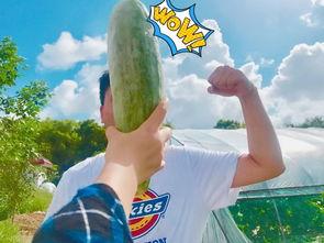 吃瓜东莞网红,揭秘网络红人的幕后故事