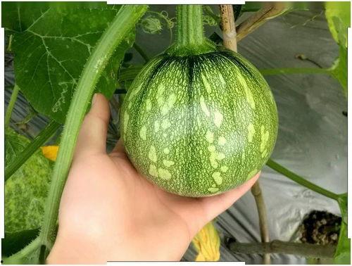 四川网红藏族吃瓜,趣味横生的民族风情展示