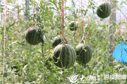 拉萨网红吃瓜事件视频大全,视频大全揭秘网络热点背后的真相