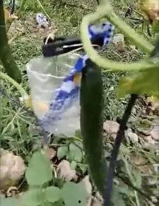 拉萨网红吃瓜事件视频大全,视频大全揭秘网络热点背后的真相