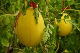 网红瓜的吃瓜群,吃瓜群背后的娱乐江湖