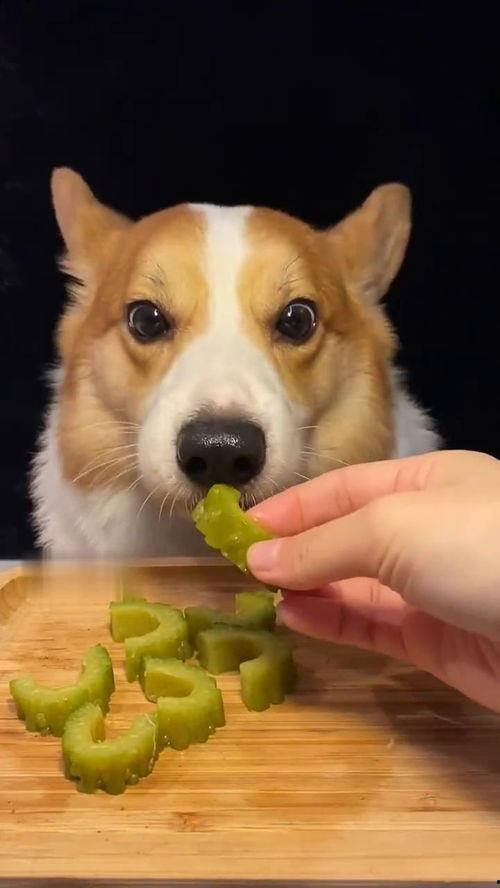 网红吃瓜狗子图片大全,萌宠界新晋“吃瓜达人”大盘点