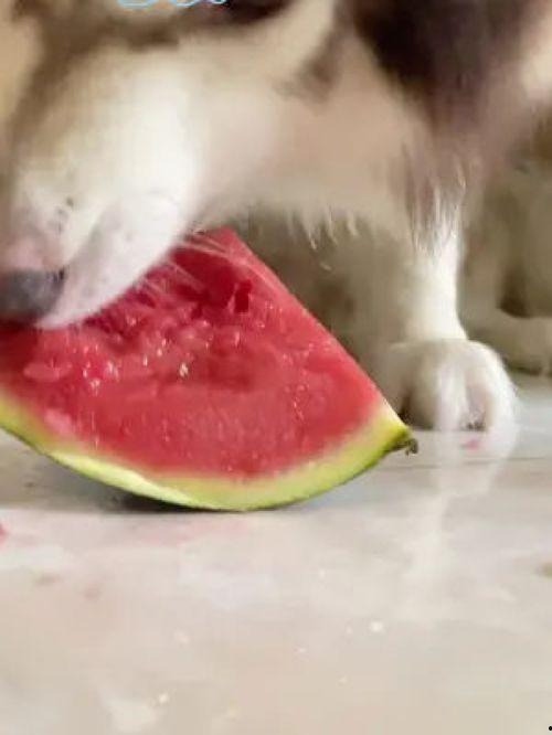 网红吃瓜狗子图片大全,萌宠界新晋“吃瓜达人”大盘点