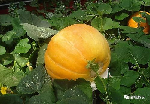 2020吃瓜视频网红,网络红人的崛起与影响