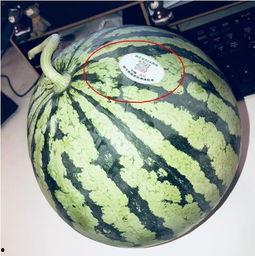 内蒙古网红吃瓜,揭秘草原上的“瓜界风云”