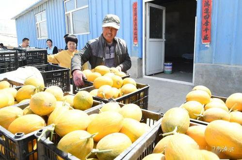 内蒙古网红吃瓜,揭秘草原上的“瓜界风云”