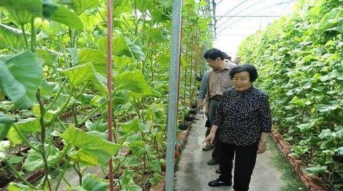 免费在线吃瓜网,免费在线吃瓜网的魅力与争议