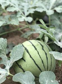 网红吃瓜点,揭秘娱乐圈幕后真相