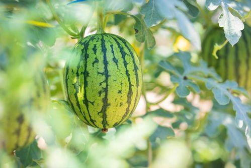 河南新疆网红吃瓜事件