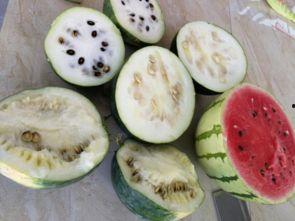 河南新疆网红吃瓜事件