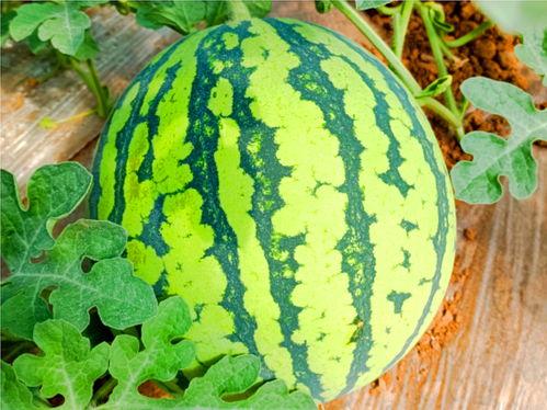 吃瓜网hjl,带你走进娱乐圈的幕后故事