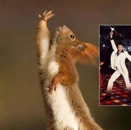 网红驯鹿吃瓜图片搞笑版,笑料横飞，网红动物界的搞笑担当！