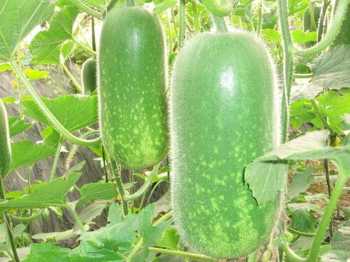 正能量网红吃瓜图片大全