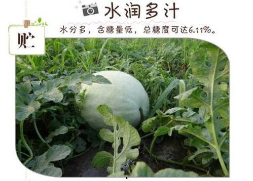 网红吃的白瓜图片,白瓜新吃法，清爽口感惊艳味蕾