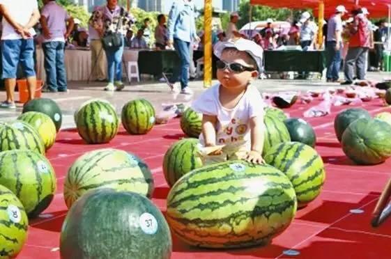 吃瓜大赛官网,揭秘年度最热话题，一网打尽瓜界盛宴