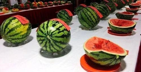 吃瓜大赛官网,揭秘年度最热话题，一网打尽瓜界盛宴