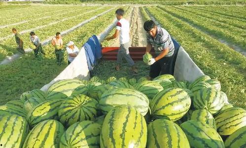 网红旅游吃瓜走红图片,揭秘美食背后的故事