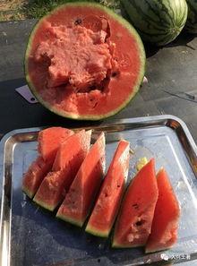 网红吃一根三月瓜煮多久,一根三月瓜，煮多久才美味？