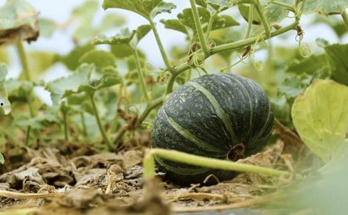 网红吃瓜被爆,揭秘网络舆论背后的真相