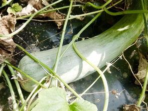 吃瓜群众网红青蛙