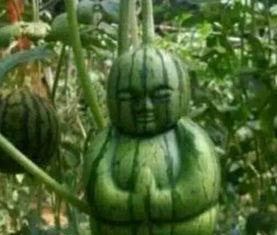 琼海网红吃瓜事件真相,揭秘背后真相与网络舆论风暴