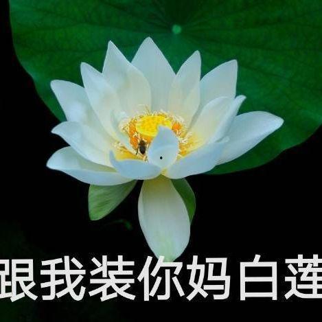 网红吃瓜头像微信背景